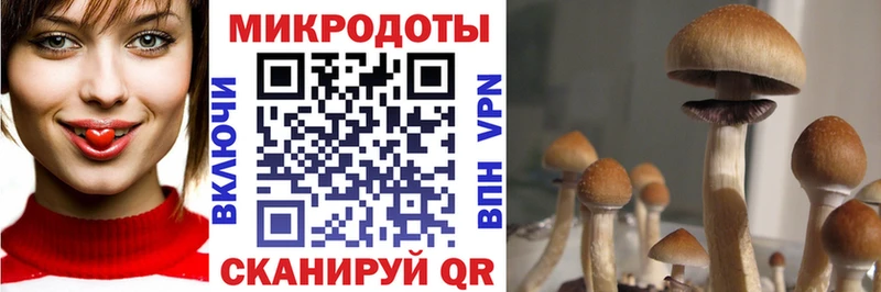 Псилоцибиновые грибы мицелий  OMG как войти  мориарти состав  где купить наркотик  Избербаш 